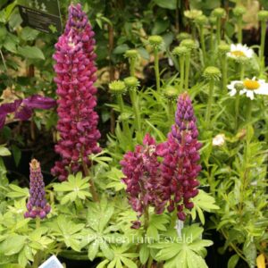 Lupinus 'Masterpiece' (WESTCOUNTRY SERIES)
