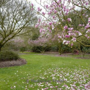 Magnolia veitchii