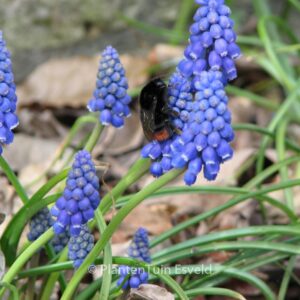 Muscari armeniacum