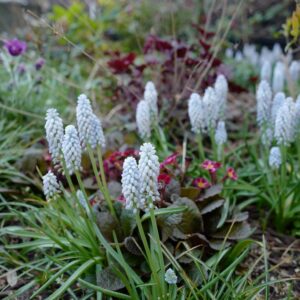 Muscari armeniacum 'Manon'