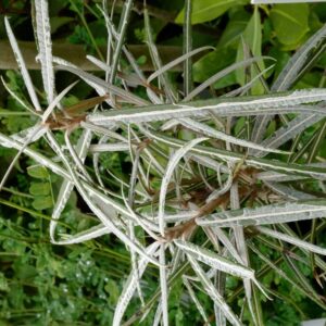 Olearia lacunosa