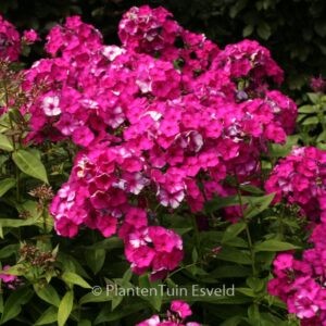 Phlox paniculata 'Amethyst'