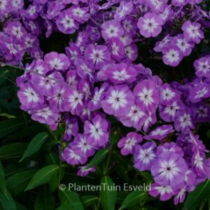 Phlox paniculata 'Uspech'