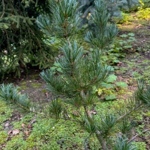 Pinus parviflora 'Pentaphylla Glauca'