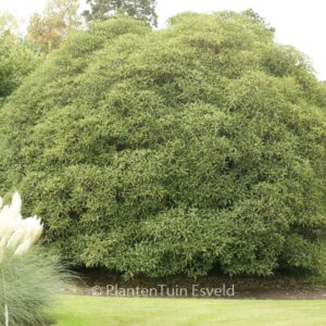 Pittosporum dallii