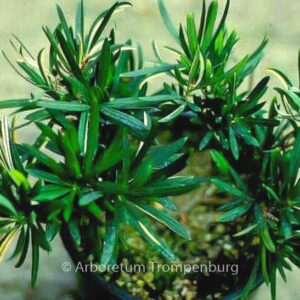 Podocarpus neriifolius