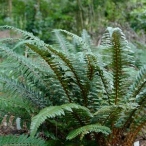 Polystichum neolobatum