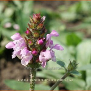 Prunella grandiflora 'Pink Loveliness'