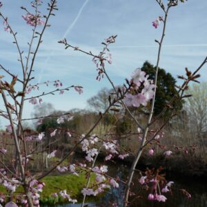 Prunus 'Pink Favourite'