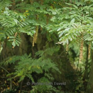 Pterocarya rehderiana