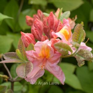 Rhododendron 'Berryrose' (Azalea)