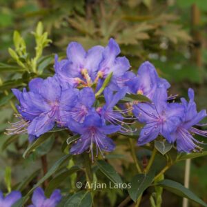 Rhododendron 'Russautinii'