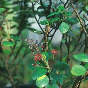 Ribes viburnifolium