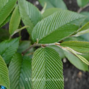 Rubus calophyllus
