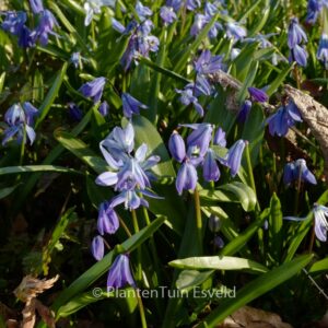 Scilla bifolia