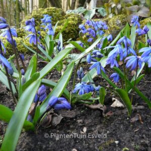 Scilla siberica