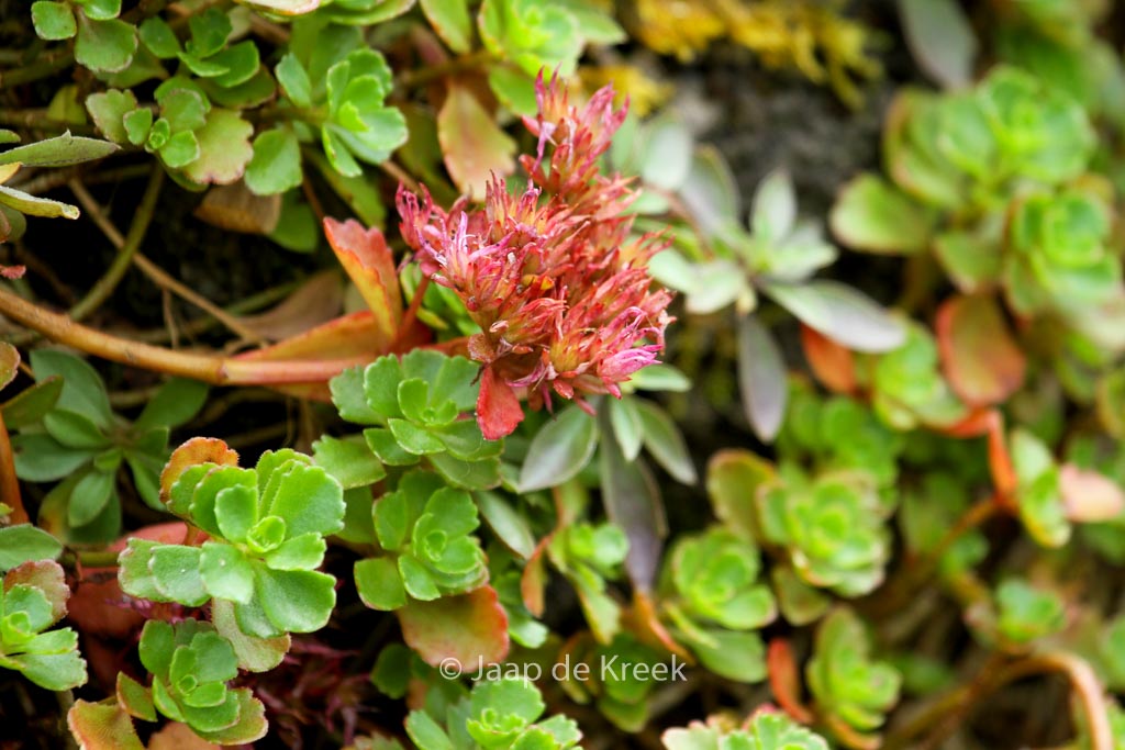 Sedum spurium