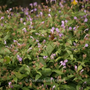 Strobilanthes rankanensis
