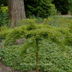 Taxodium distichum 'Secrest'