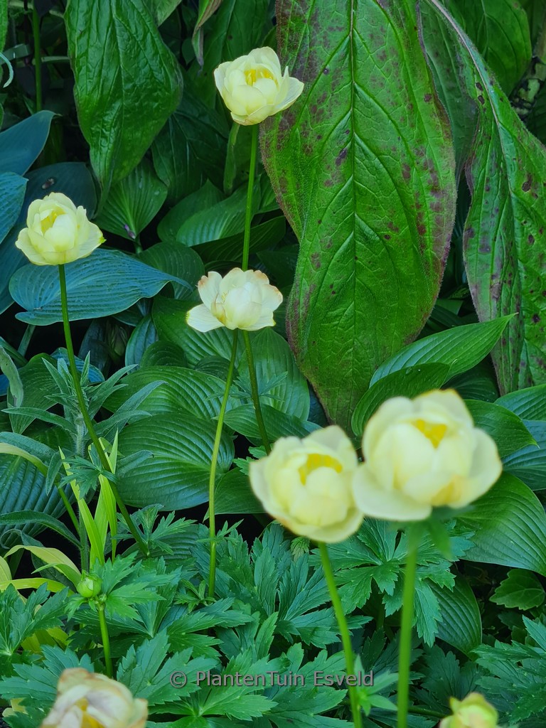 Trollius 'Cheddar'