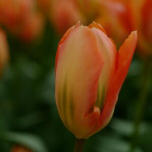 Tulipa 'Orange Emperor'