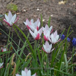 Tulipa clusiana