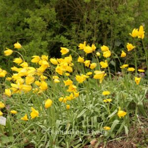 Tulipa sylvestris
