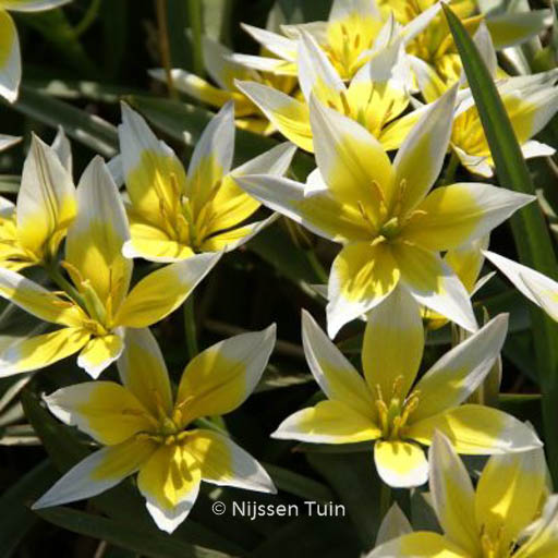 Tulipa tarda