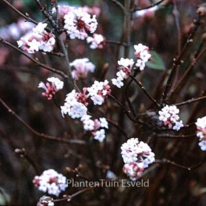 Viburnum farreri 'December Dwarf'