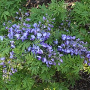 Wisteria floribunda 'Hime'