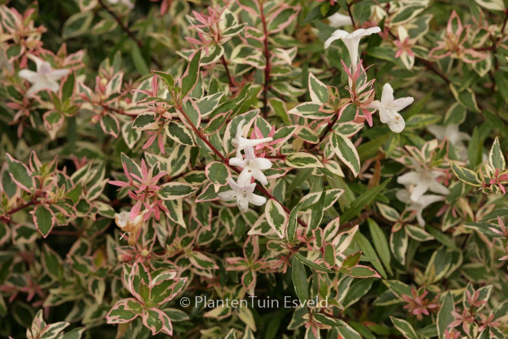 Abelia grandiflora 'Conti' (CONFETTI)