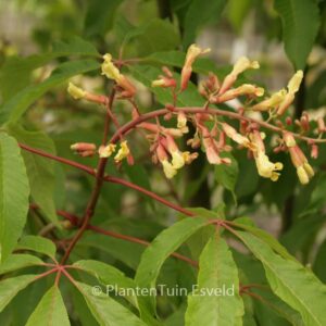 Aesculus mutabilis 'Penduliflora'