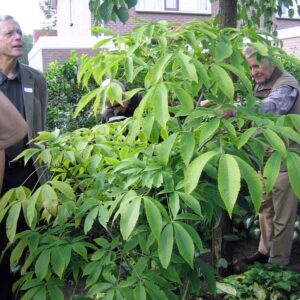 Aesculus neglecta 'Autumn Fire'