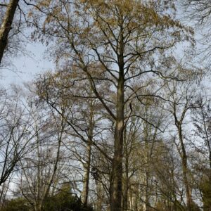 Alnus subcordata