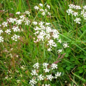 Anthriscus sylvestris
