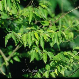 Aphananthe aspera