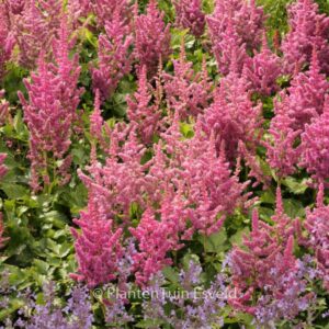 Astilbe 'Vision'