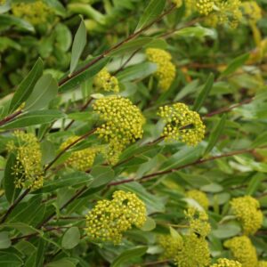 Bupleurum fruticosum