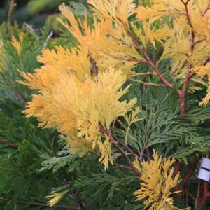 Calocedrus decurrens 'Aureovariegata'