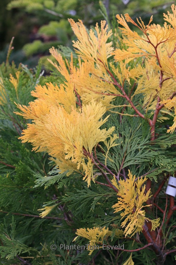 Calocedrus decurrens 'Aureovariegata'