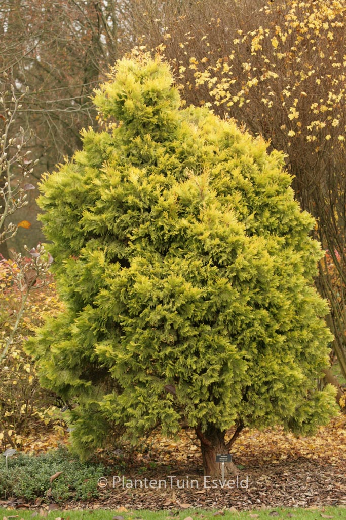 Calocedrus decurrens 'Berrima Gold'