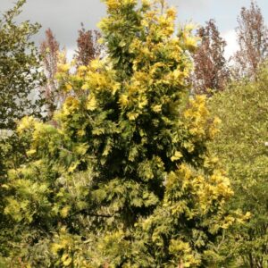 Calocedrus decurrens 'Maupin Glow'
