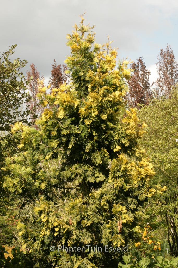 Calocedrus decurrens 'Maupin Glow'