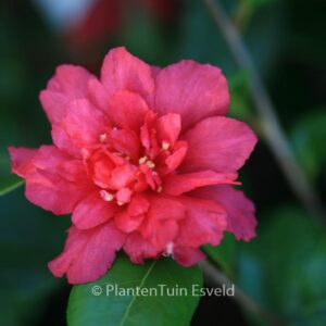Camellia hiemalis 'Bonanza'