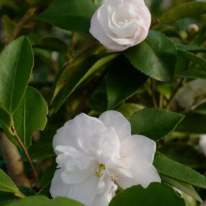 Camellia lutchuensis 'Ito Hybride'