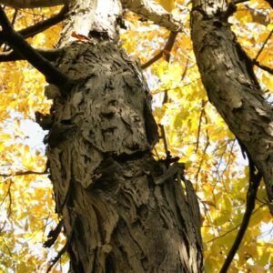 Carya ovata