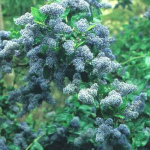 Ceanothus arboreus 'Trewithen Blue'
