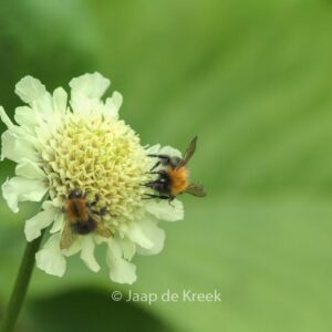 Cephalaria alpina