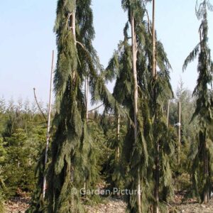 Chamaecyparis lawsoniana 'Dik's Weeping'