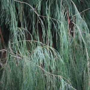 Chamaecyparis lawsoniana 'Imbricata Pendula'